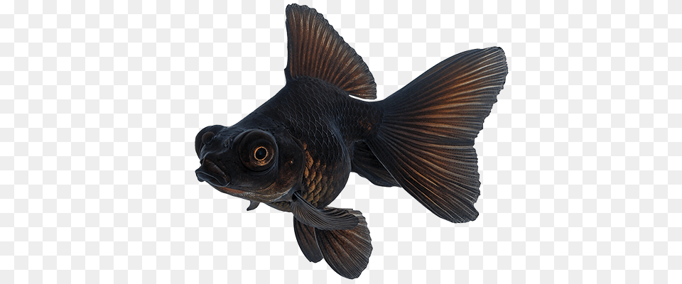 Black Goldfish, Animal, Fish, Sea Life Free Transparent Png