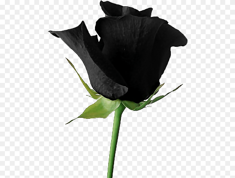 Black Goth Tumblr Aesthetic Rose Flower Background Black Rose, Plant, Petal, Person Free Transparent Png