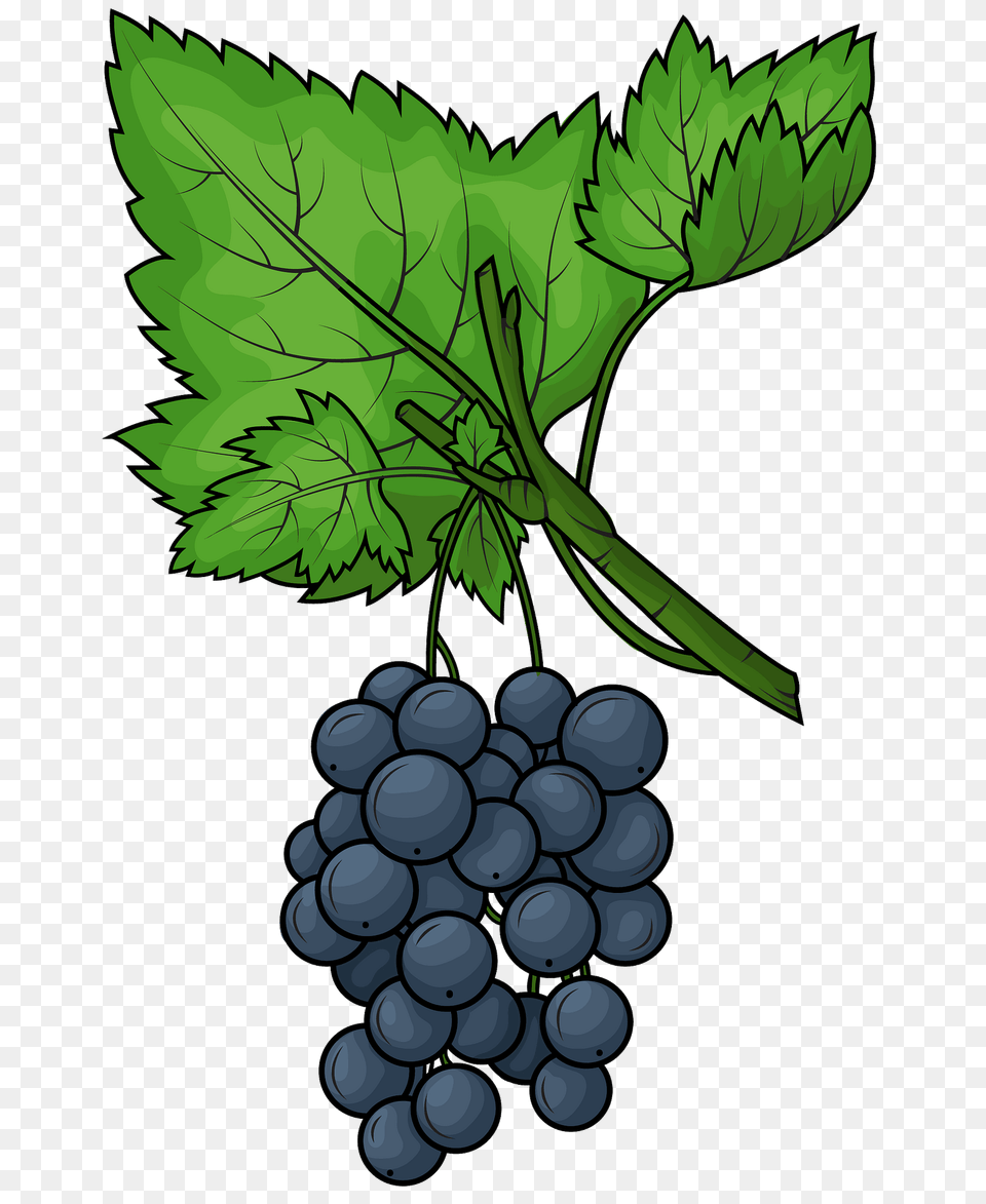 Black Grape Clipart, Food, Fruit, Grapes, Plant Png Image