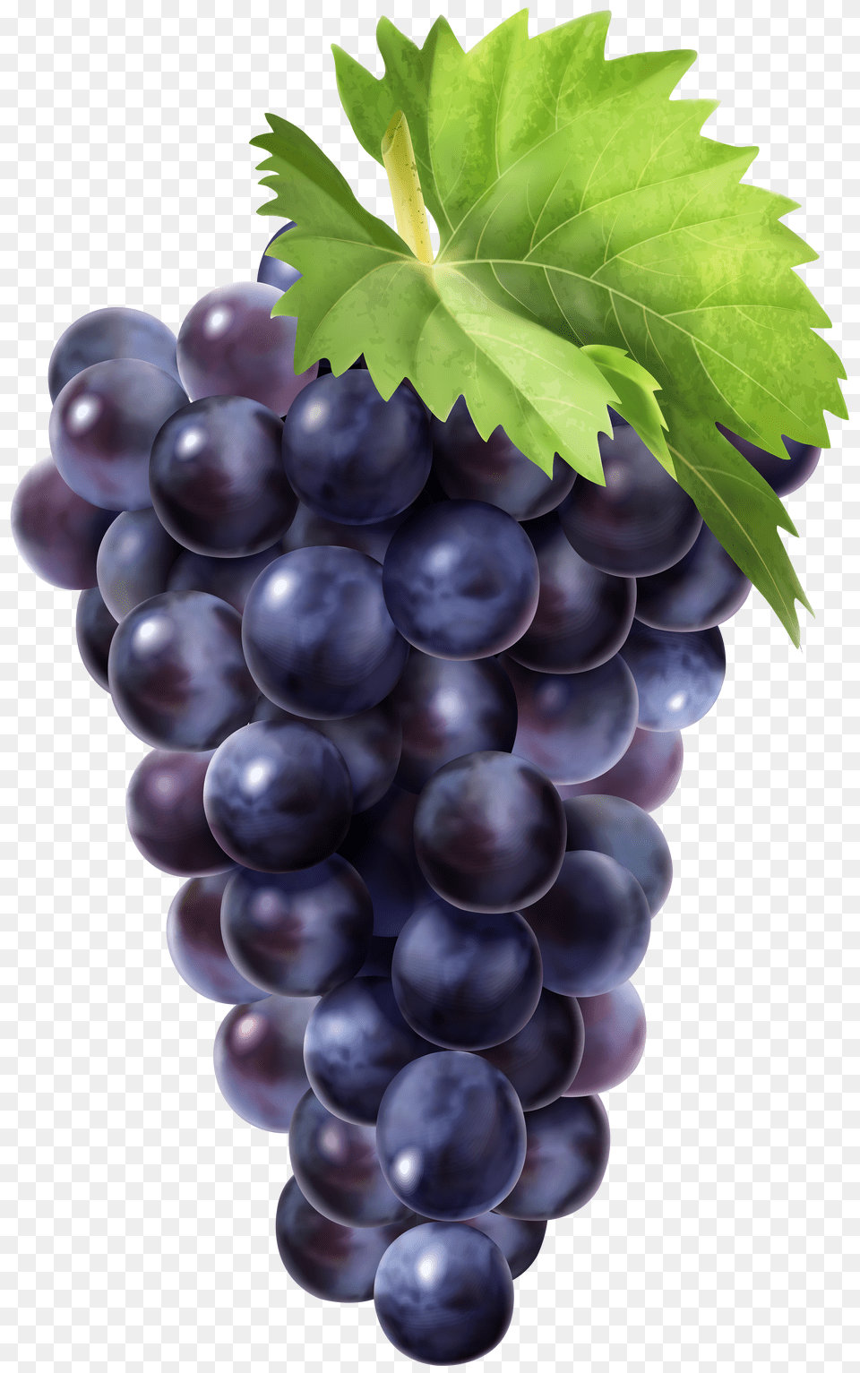 Black Grapes Clip Art Grapes Png Image