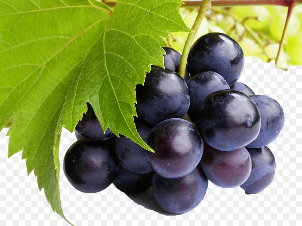 Black Grapes Commercial Use Grape High Resolution, Food, Fruit, Plant, Produce Free Png