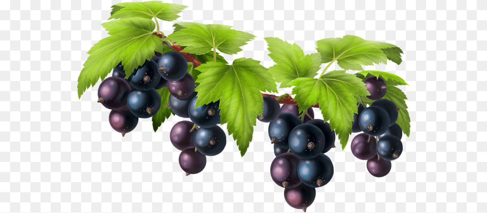 Black Grapes Grape, Berry, Blueberry, Food, Fruit Free Png Download