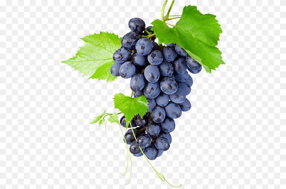 Black Grapes High Quality Image Bunch Of Grapes, Food, Fruit, Plant, Produce Free Png