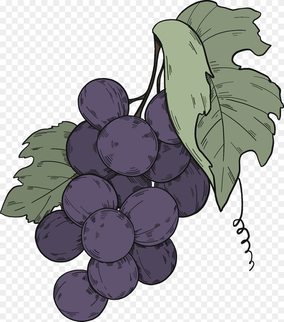 Black Grapes With Leaves Clipart, Food, Fruit, Plant, Produce Free Transparent Png