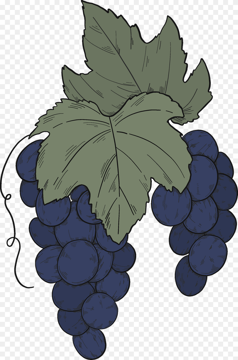 Black Grapes With Leaves Clipart, Food, Fruit, Plant, Produce Free Png