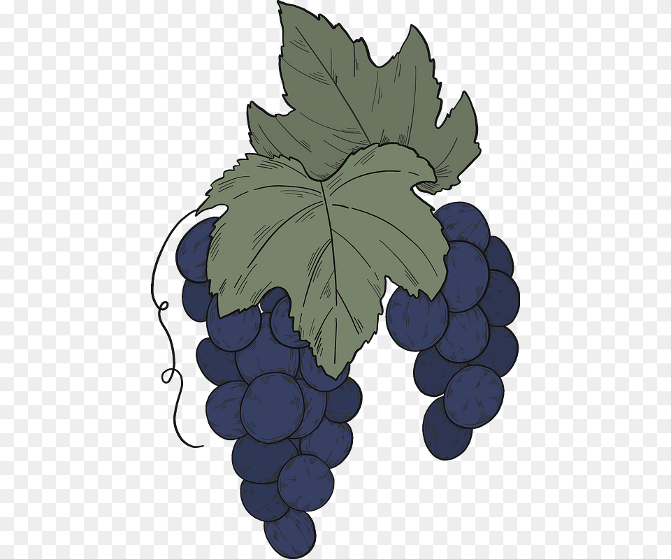 Black Grapes With Leaves Clipart Seedless Fruit, Food, Plant, Produce, Leaf Free Transparent Png