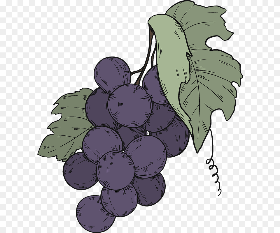 Black Grapes With Leaves Clipart Seedless Fruit, Food, Plant, Produce, Person Png Image