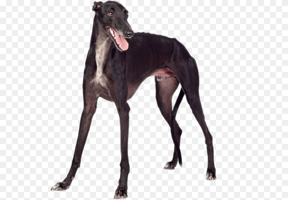 Black Greyhound, Animal, Canine, Dog, Mammal Png Image