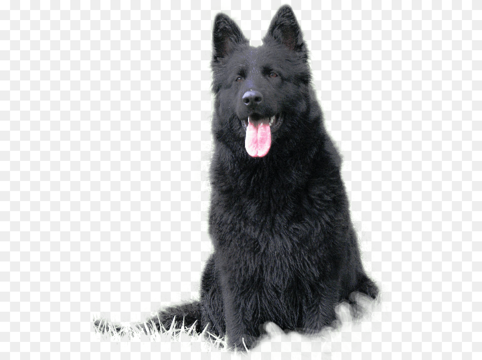 Black Hairy German Shepherd Chowchow Mixed With German Shepherd, Animal, Canine, Dog, Mammal Free Png Download