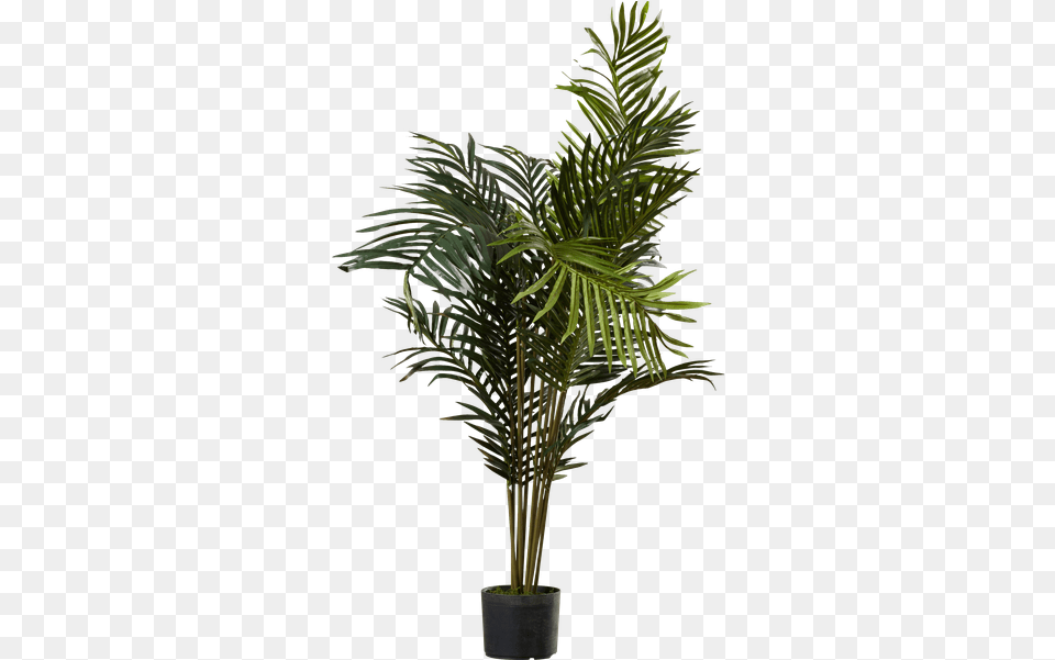 Black Hammock Palm Tree With Pot By Beachcrest Home Palm Trees, Leaf, Palm Tree, Plant, Potted Plant Free Png