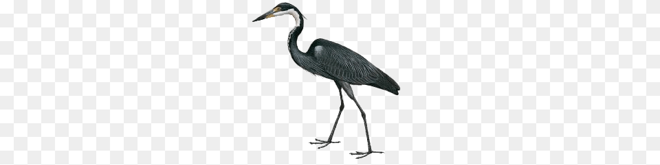 Black Headed Heron Drawing, Animal, Bird, Crane Bird, Waterfowl Free Png