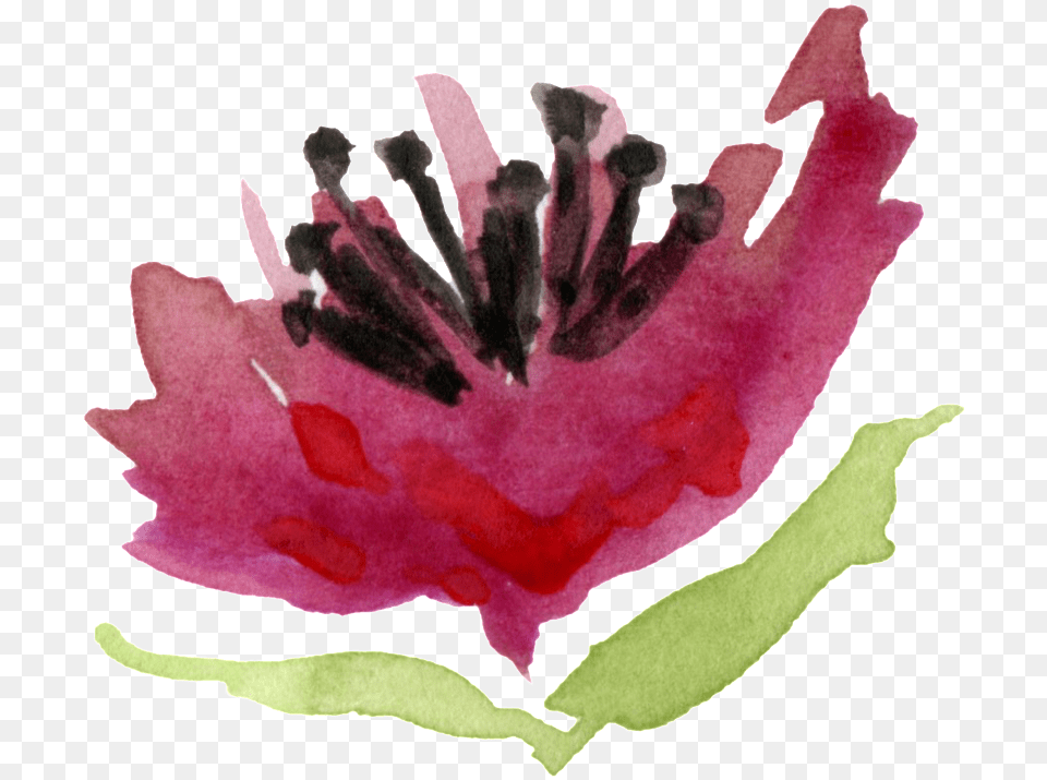 Black Heart Flower Transparent Decorative Flower, Anther, Leaf, Petal, Plant Png Image