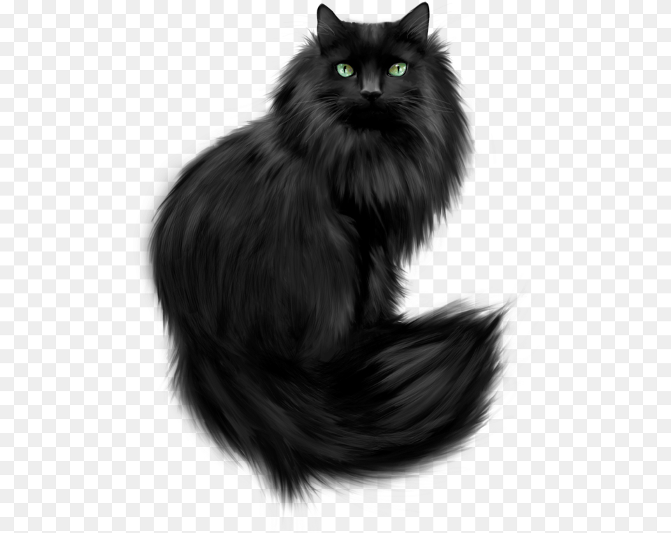 Black Himalayan Persian Cat, Animal, Black Cat, Mammal, Pet Free Transparent Png
