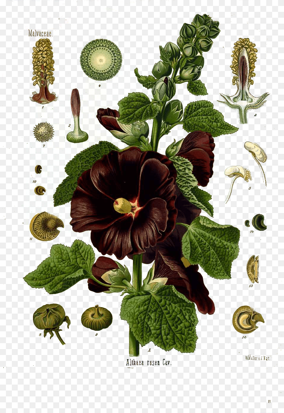 Black Hollyhock Is Shown Here In Full Anatomical Detail Althaea Rosea Cav, Flower, Herbal, Herbs, Plant Free Transparent Png