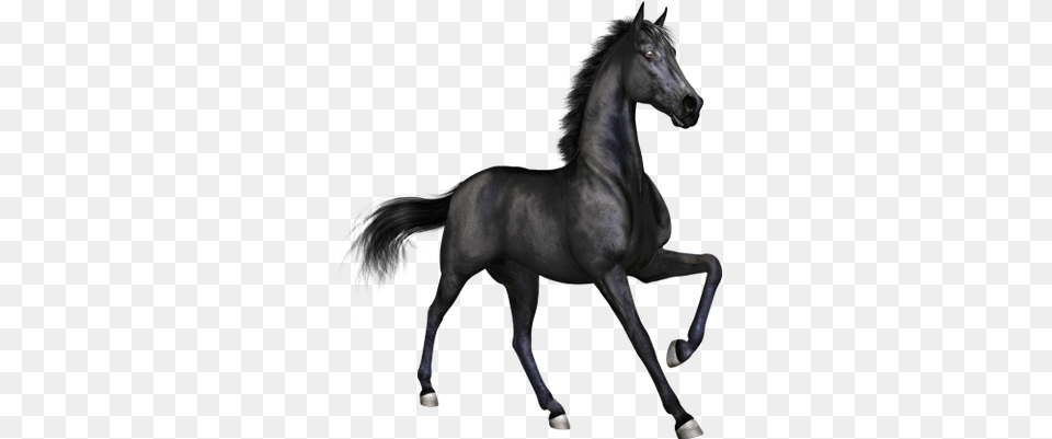 Black Horse, Animal, Mammal, Stallion, Andalusian Horse Free Png