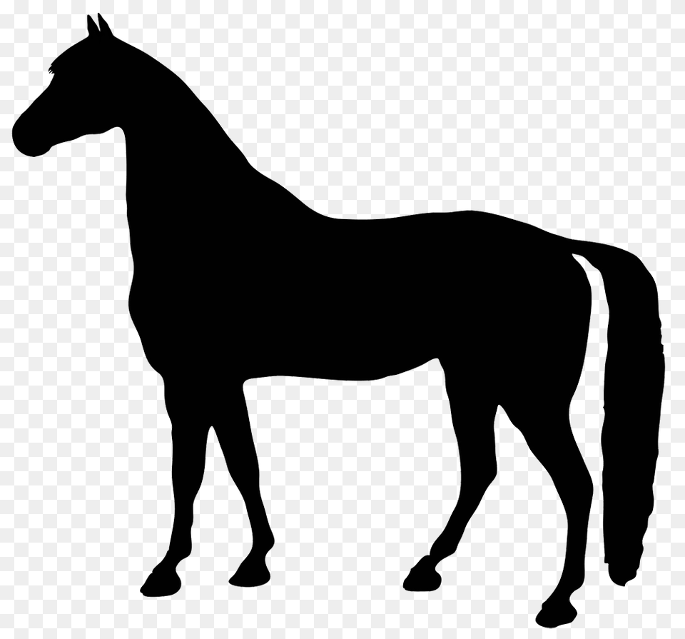 Black Horse, Silhouette, Animal, Colt Horse, Mammal Free Transparent Png