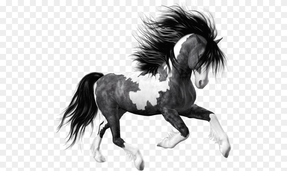 Black Horse, Animal, Colt Horse, Mammal, Stallion Free Png