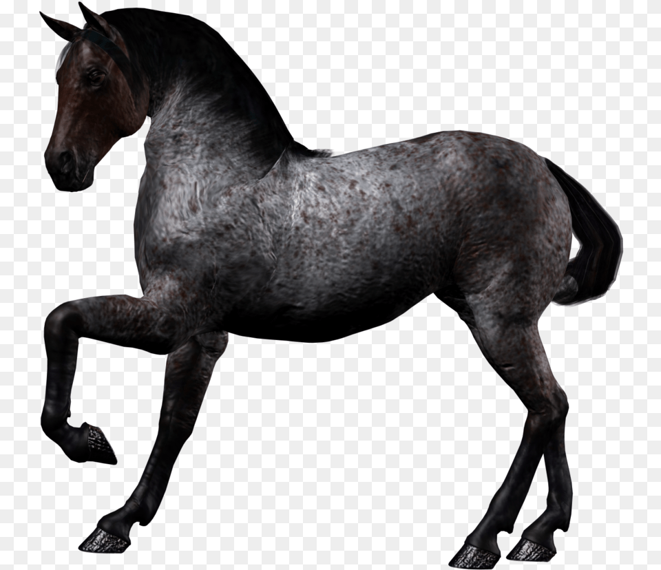 Black Horse, Animal, Mammal, Andalusian Horse, Stallion Free Png Download