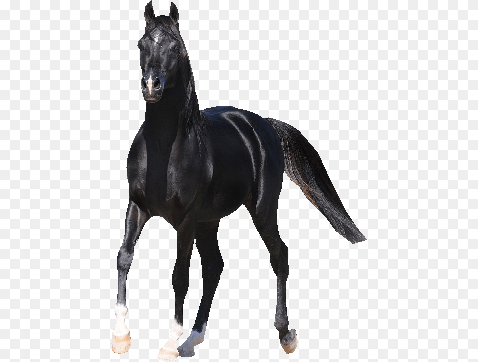 Black Horse Arabian, Andalusian Horse, Animal, Mammal, Stallion Png Image