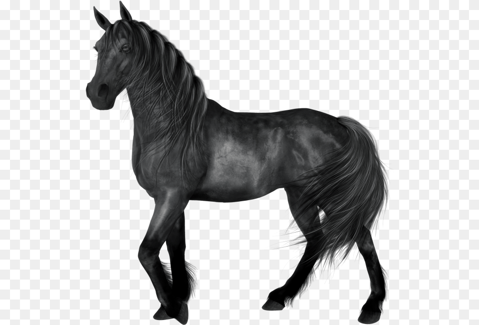 Black Horse Clip Art, Andalusian Horse, Animal, Mammal, Stallion Free Transparent Png