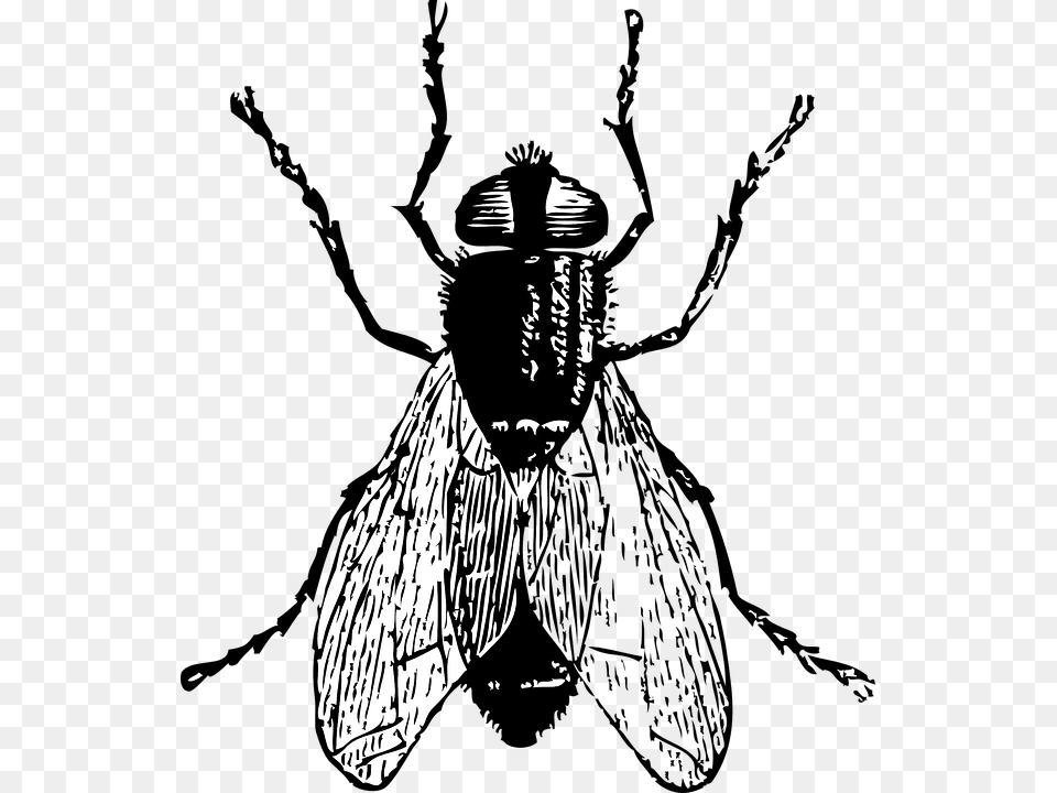 Black Horse Fly Clipart, Adult, Person, Man, Male Free Transparent Png