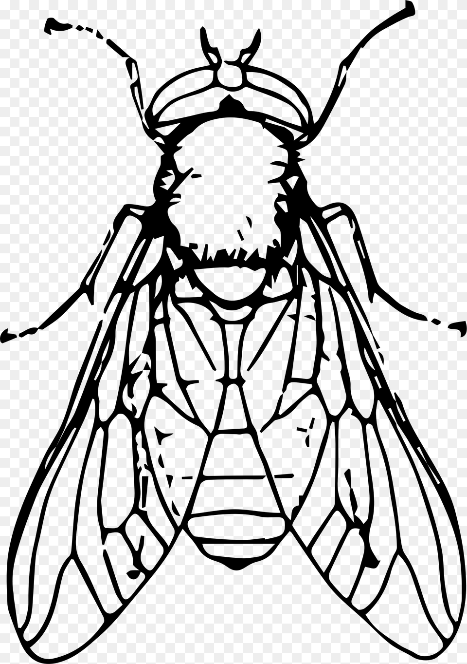 Black Horse Fly File Clip Art Black And White Fly, Gray Free Png Download
