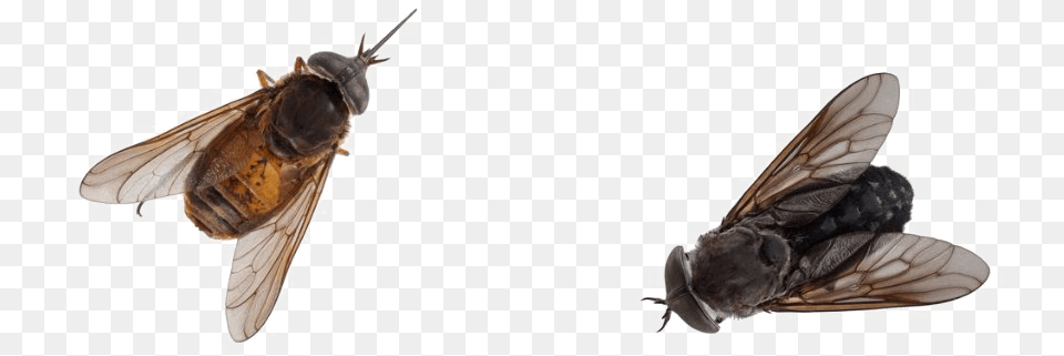 Black Horse Fly Pic Flies, Animal, Insect, Invertebrate, Bee Free Png