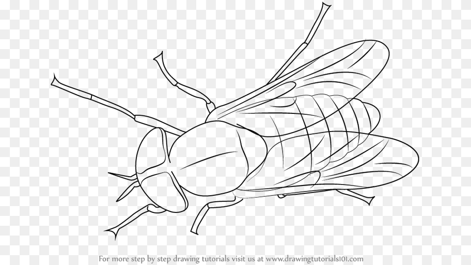 Black Horse Fly Transparent Rhinoceros Beetle Fly Clipart Black And White, Accessories, Outdoors Png