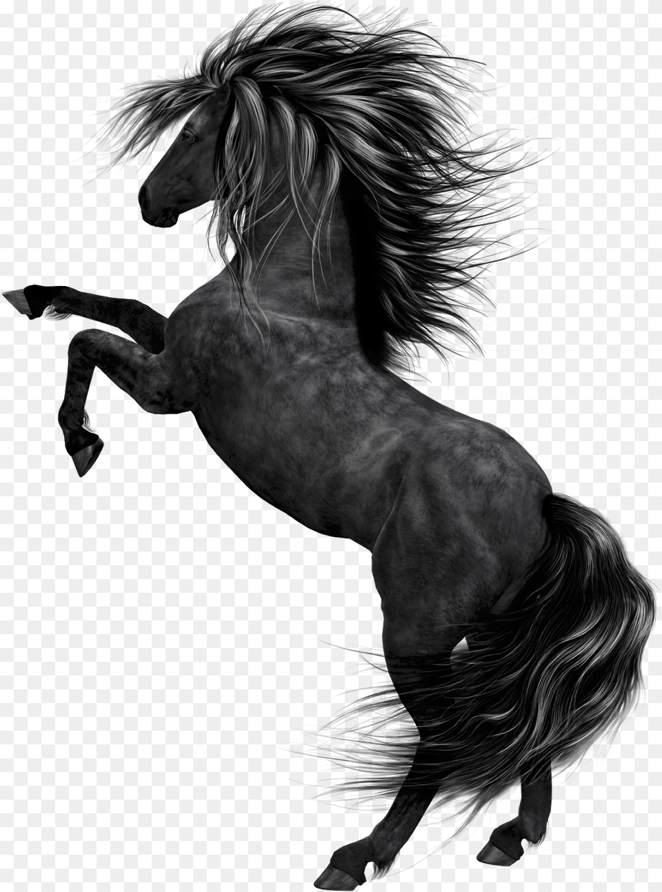 Black Horse Hd, Andalusian Horse, Animal, Mammal, Stallion Free Png