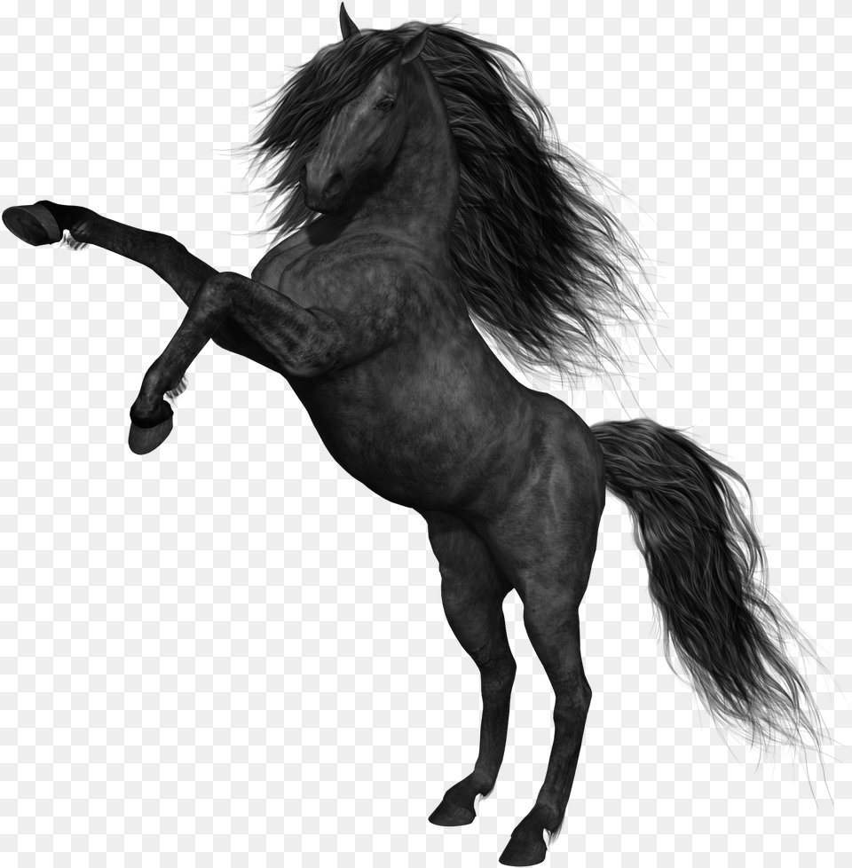 Black Horse Picture Horse Images Hd, Animal, Mammal, Andalusian Horse, Art Png