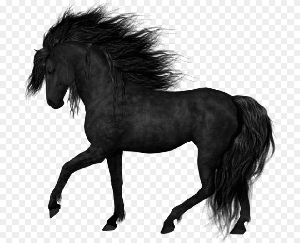 Black Horsepicture Images Background Black Horse, Animal, Mammal Free Png
