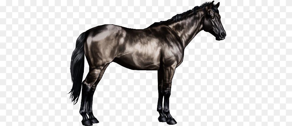 Black Horses Expressing The Dun Gene Are Often Called Black And Grey Horse, Andalusian Horse, Animal, Mammal, Stallion Free Transparent Png