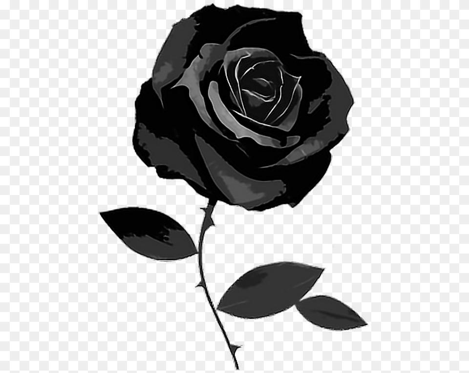 Black Instagram Theme Dividers Black Rose Transparent Background, Flower, Plant, Adult, Bride Free Png