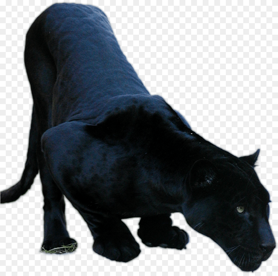 Black Jaguar 2 Black Jaguar Animal, Mammal, Panther, Wildlife, Canine Png Image