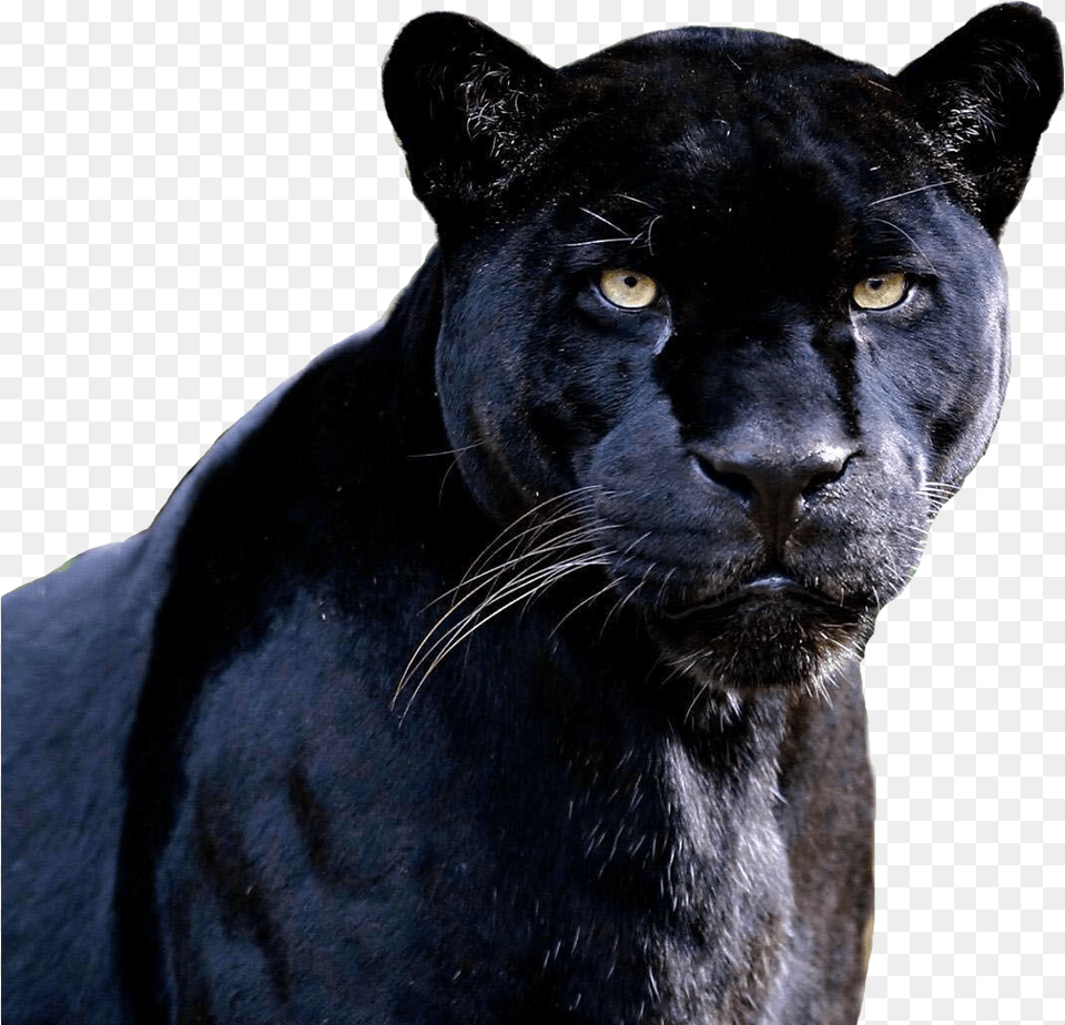 Black Jaguar Animal Image With No Black Panther Pictures Animal, Mammal, Wildlife, Cat, Pet Free Transparent Png