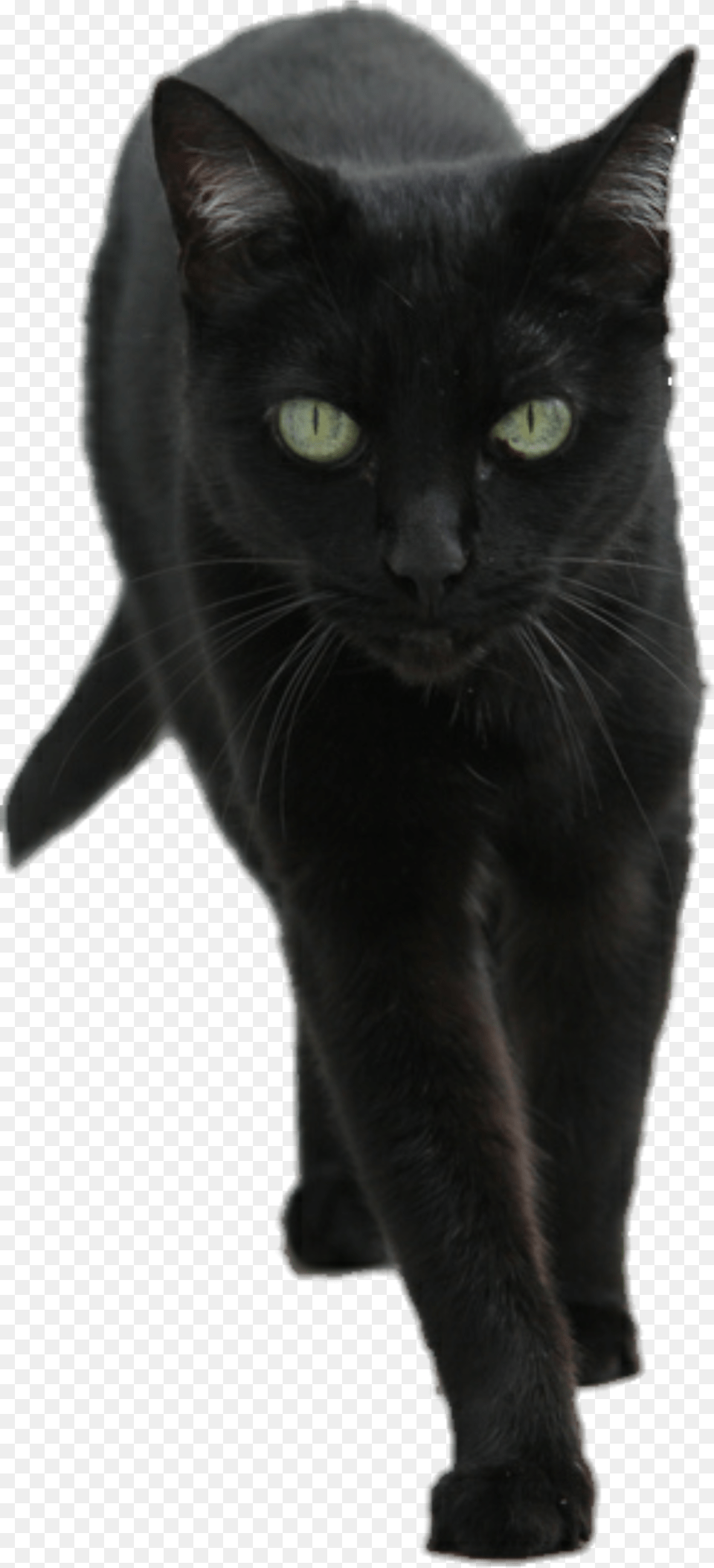 Black Kitten, Animal, Cat, Mammal, Pet Free Transparent Png