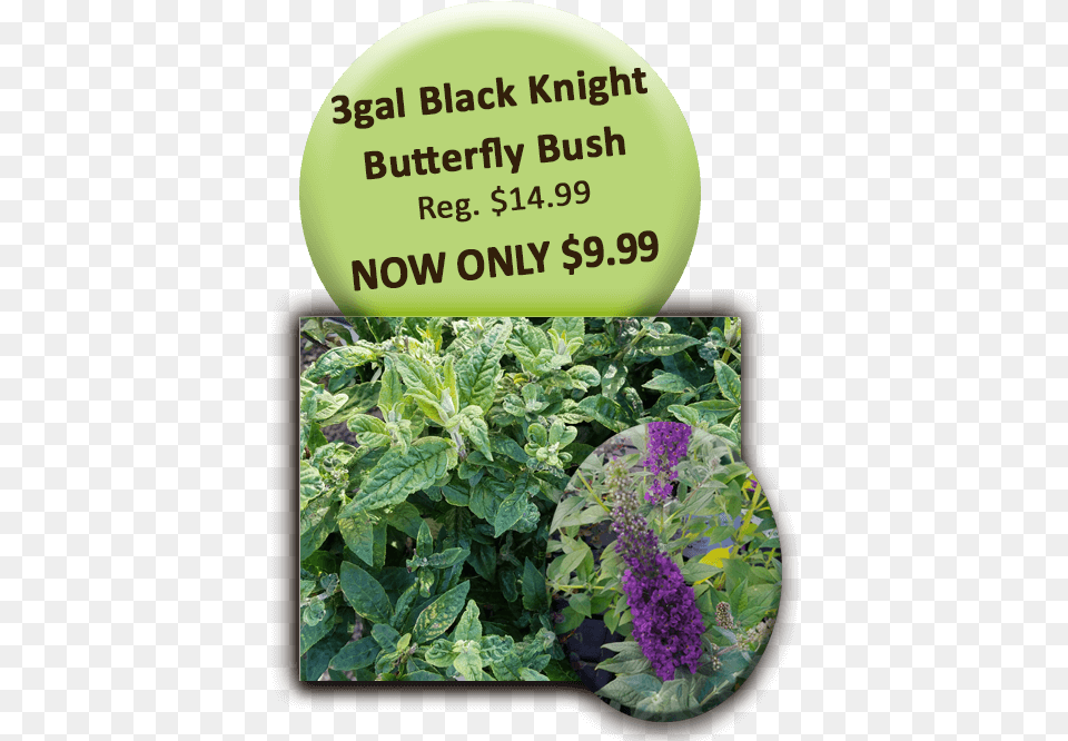 Black Knight Welcome To Bee Balm, Flower, Purple, Plant, Vegetation Png