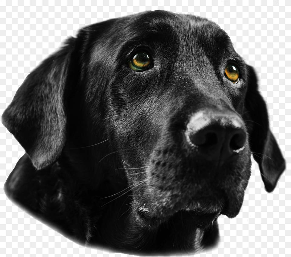 Black Lab, Animal, Canine, Dog, Labrador Retriever Png Image