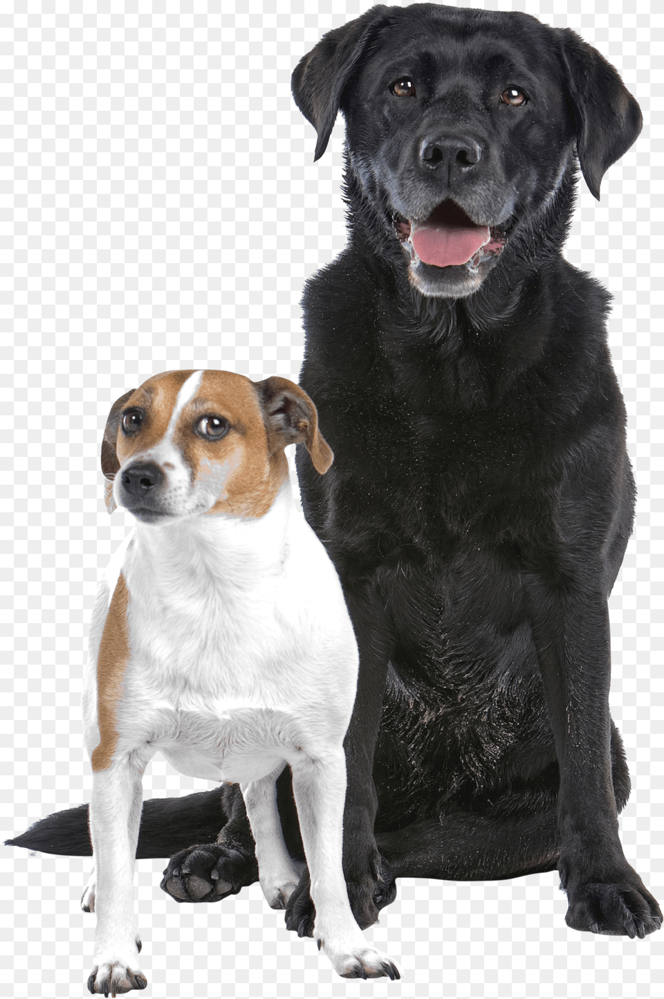 Black Lab And Jack Russell, Daisy, Flower, Plant, Petal Free Png