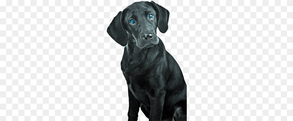 Black Lab Blue Eyes On Right Small Labrador Retriever, Animal, Canine, Dog, Labrador Retriever Free Png