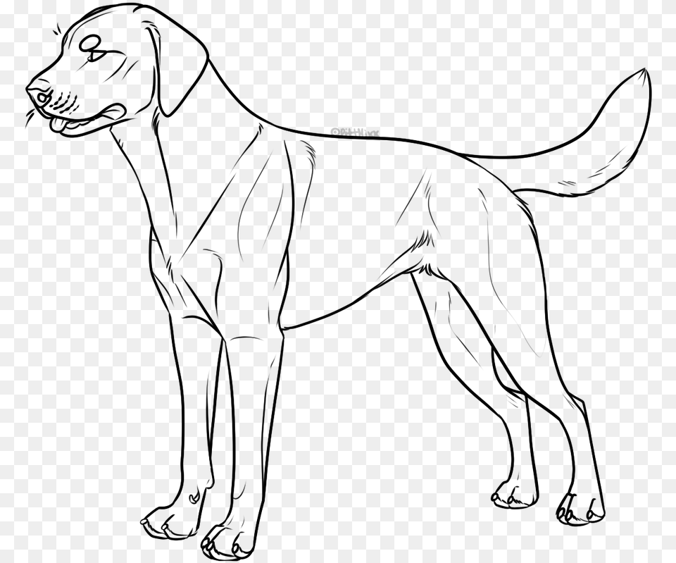 Black Lab Lineart, Gray Free Png Download