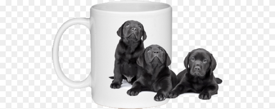 Black Lab Mug, Animal, Canine, Dog, Labrador Retriever Free Png