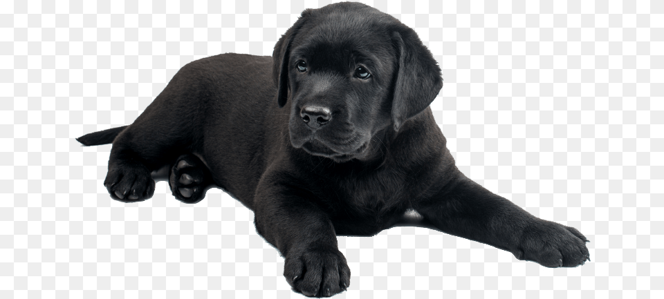 Black Lab Puppies, Animal, Canine, Dog, Labrador Retriever Png Image