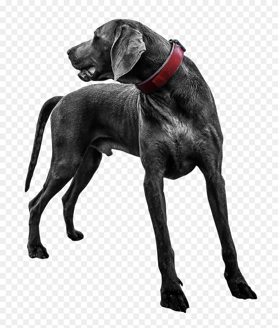 Black Labrador Dog Transparent Image, Animal, Canine, Mammal, Pet Free Png
