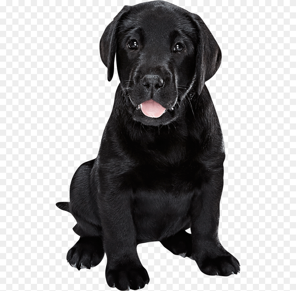 Black Labrador Puppy Black Labrador, Animal, Canine, Dog, Labrador Retriever Free Transparent Png