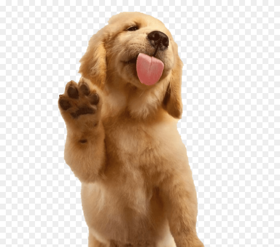 Black Labrador Retriever Golden Retriever Waving, Animal, Canine, Dog, Golden Retriever Png Image