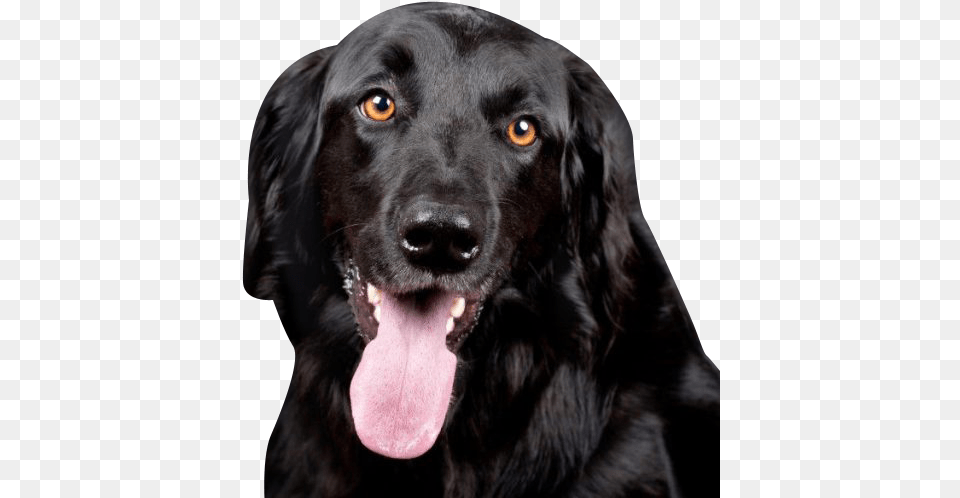 Black Labrador Retriever Transparent Transparent Black Lab, Animal, Canine, Dog, Mammal Free Png Download