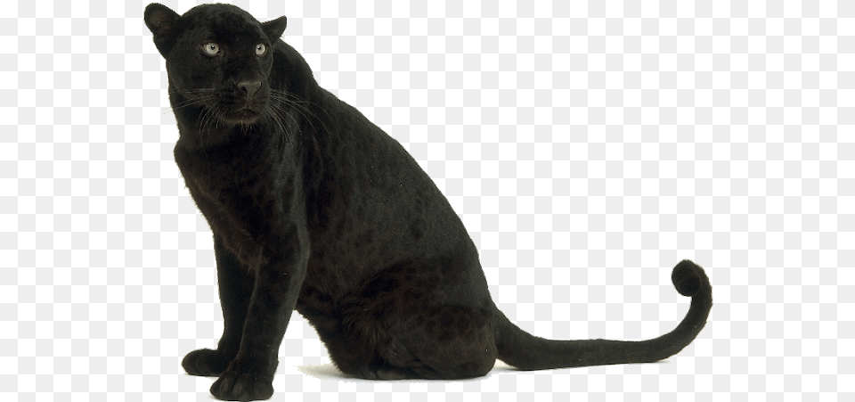Black Leopard Images Black Panther Animal, Mammal, Wildlife, Bear Png Image
