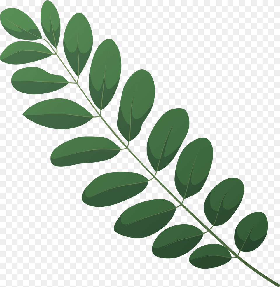 Black Locust Spring Leaf Clipart, Green, Plant, Vegetation, Herbal Free Transparent Png