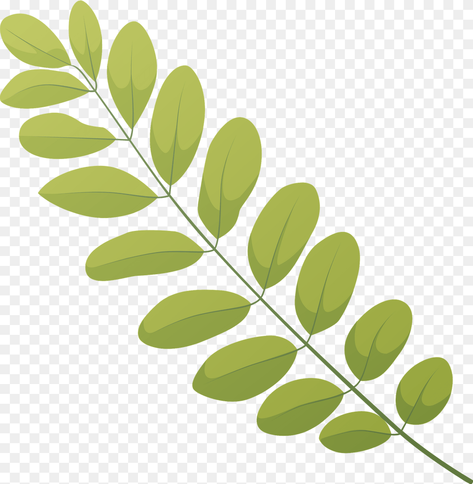 Black Locust Summer Leaf Clipart, Green, Plant, Vegetation, Pattern Free Png Download